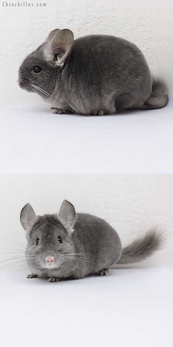 16021 Show Quality Wrap Around Violet Female Chinchilla