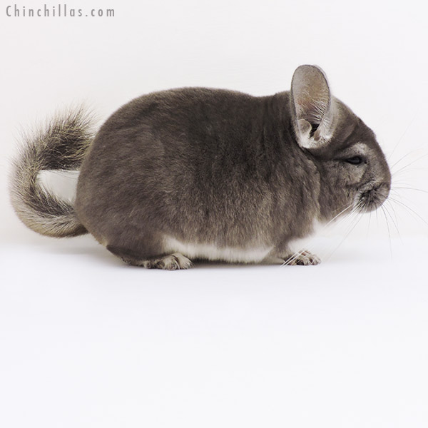 16005 Violet Male Chinchilla