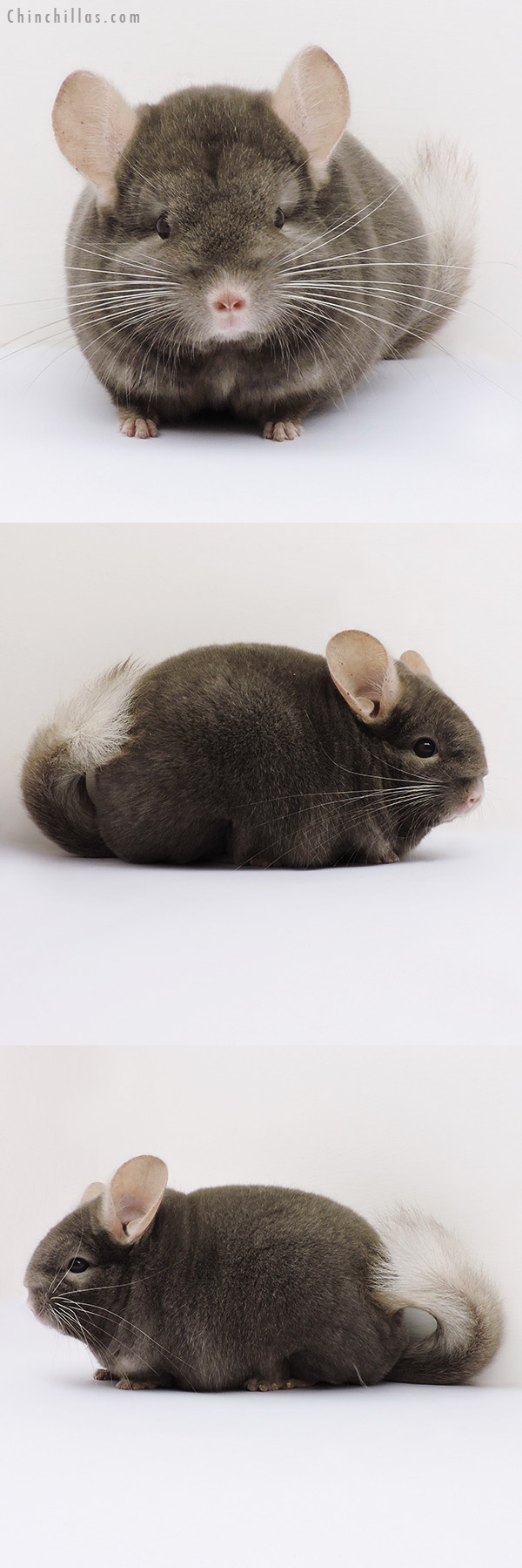 16045 Premium Production Quality Brevi Type Dark Tan Female Chinchilla