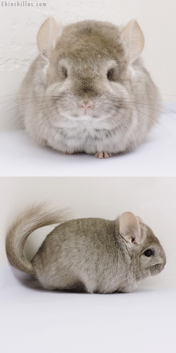 16043 Beige  Royal Persian Angora Female Chinchilla