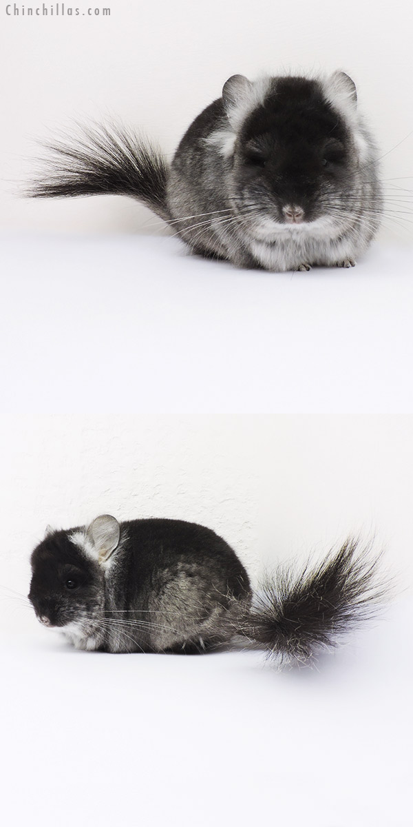 16031 Black Velvet ( Violet Carrier )  Royal Persian Angora Male Chinchilla