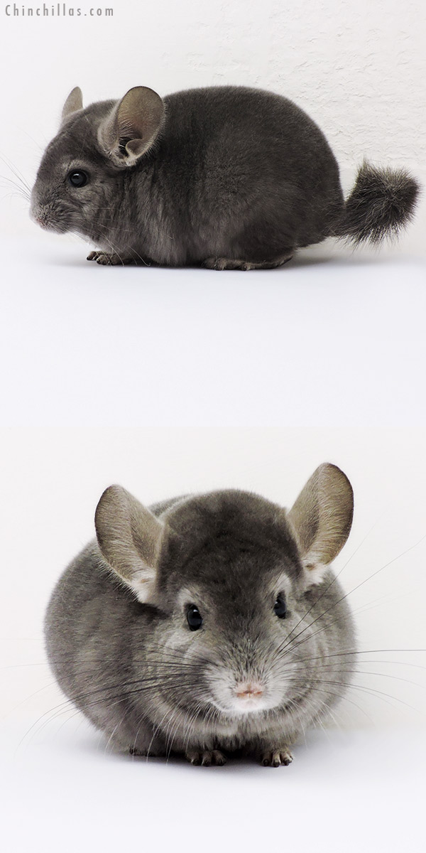 16046 Show Quality Wrap Around Violet Female Chinchilla