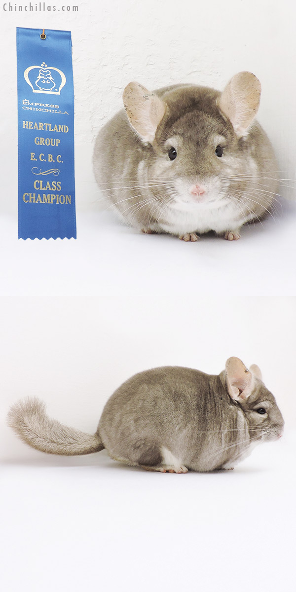 16025 Class Champion Beige Male Chinchilla