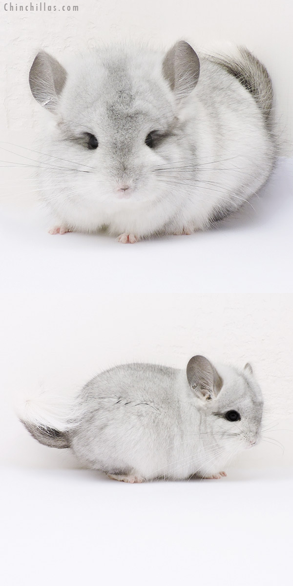 16030 Exceptional Silver Mosaic  Royal Persian Angora Male Chinchilla