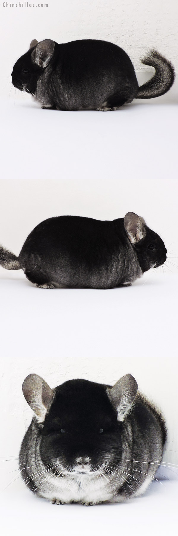 16041 Large Blocky Brevi Type Premium Production Quality Black Velvet Female Chinchilla