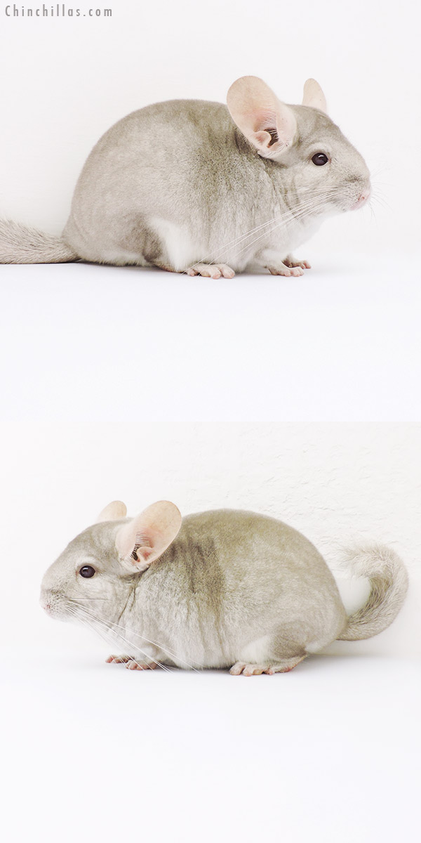 16047 Show Quality Beige / Violet Female Chinchilla