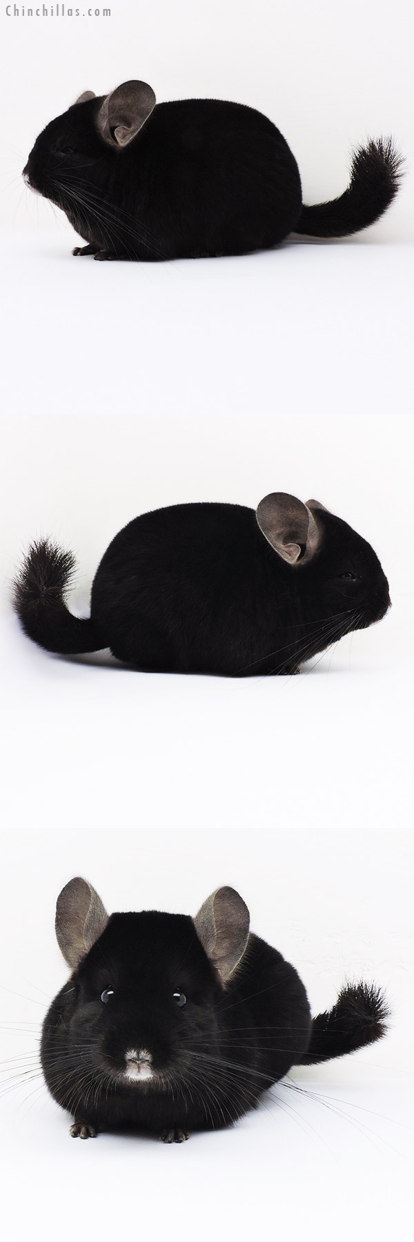 16037 Show Quality Ebony Female Chinchilla