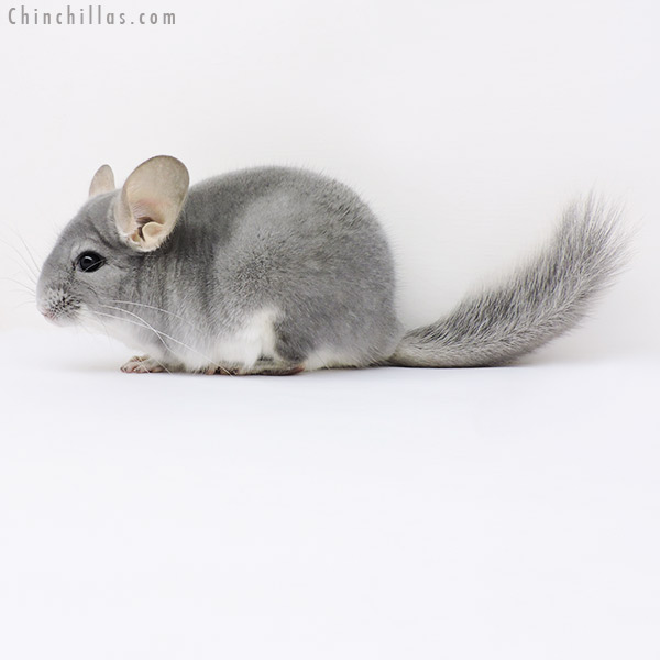 16022 Top Show Quality Blue Diamond Male Chinchilla