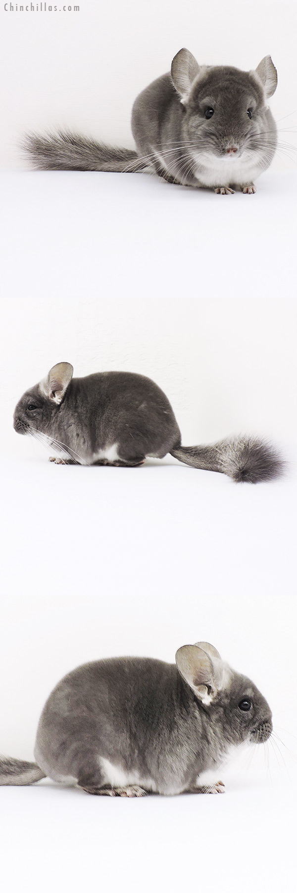 16050 TOV Violet Female Chinchilla