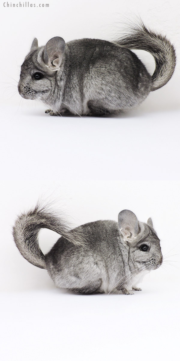 16055 Standard  Royal Persian Angora Female Chinchilla