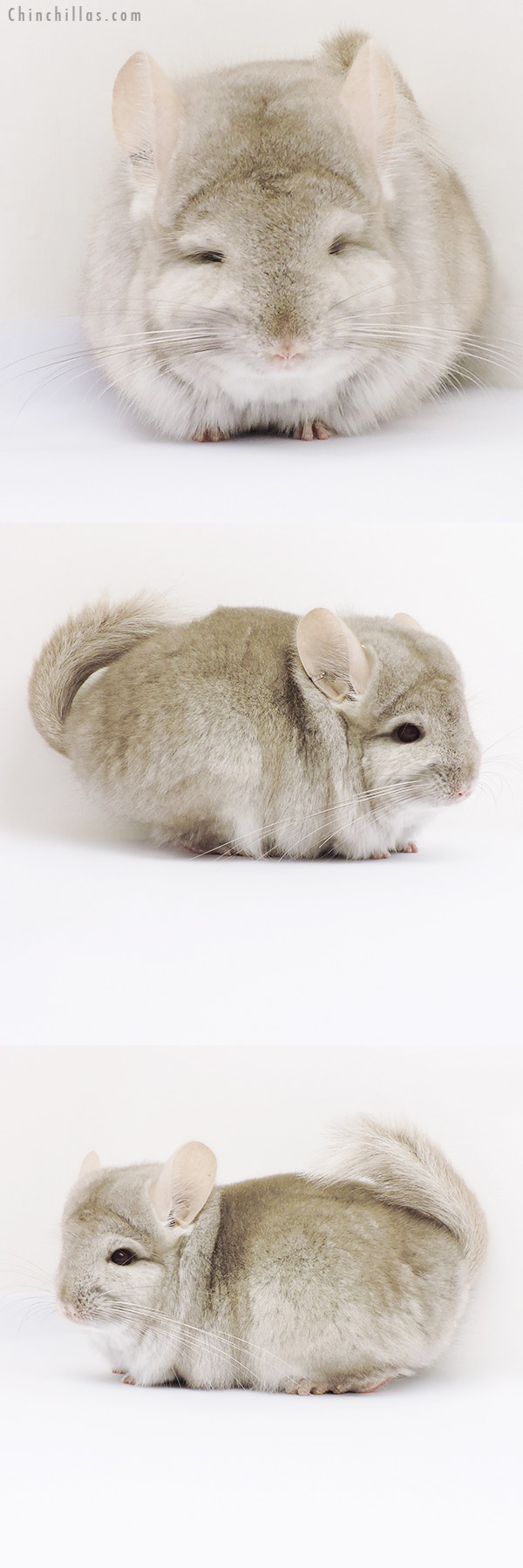 16035 Beige  Royal Persian Angora Male Chinchilla