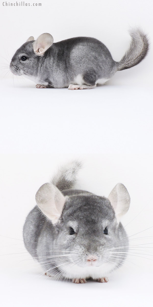 16063 Top Show Quality Sapphire ( Violet Carrier ) Male Chinchilla