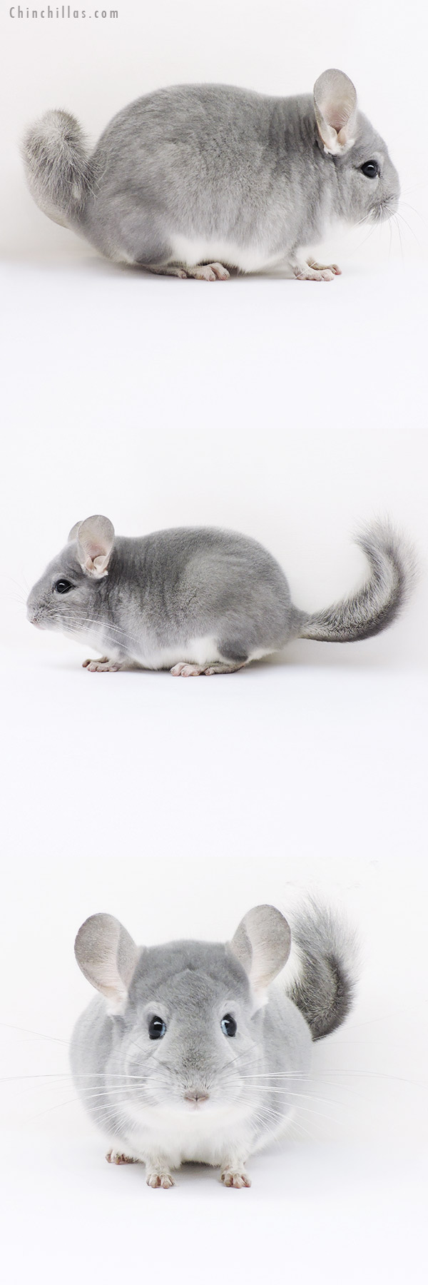 16072 Top Show Quality Blue Diamond Male Chinchilla