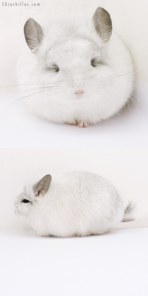 16032 Exceptional White Mosaic  Royal Persian Angora Male Chinchilla