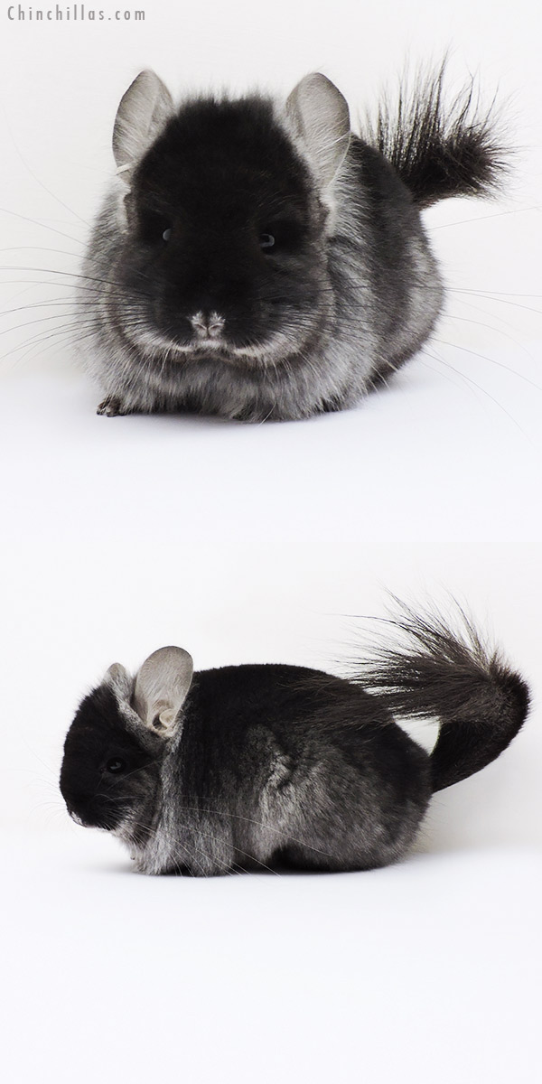 16034 Black Velvet ( Ebony Carrier )  Royal Persian Angora Male Chinchilla