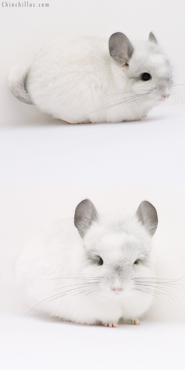 16042 Exceptional White Mosaic  Royal Persian Angora Female Chinchilla