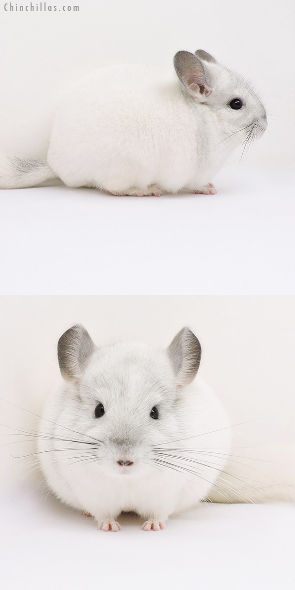 16024 Top Show Quality White Mosaic Male Chinchilla