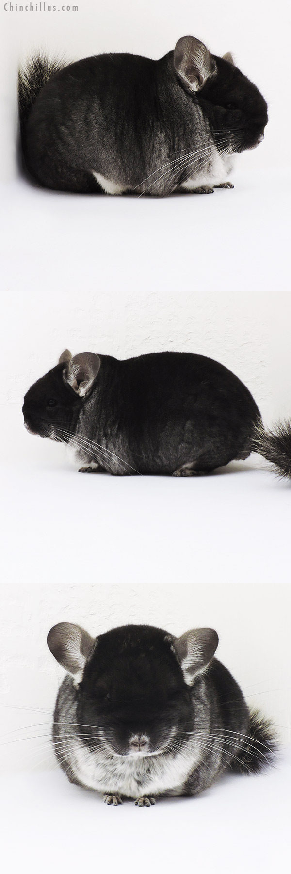 16026 Large Brevi Type Show Quality Black Velvet Male Chinchilla