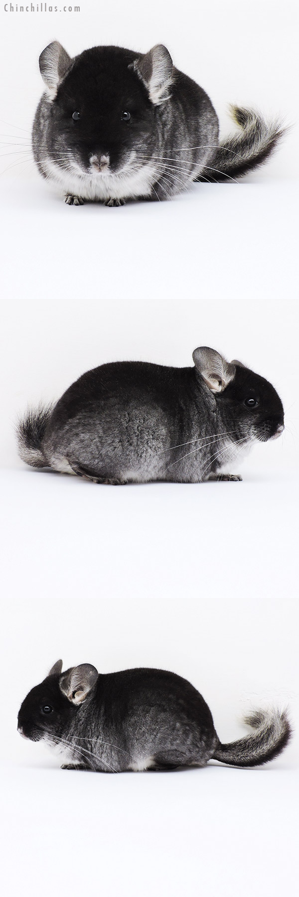 16048 Brevi Type Show Quality Black Velvet Female Chinchilla