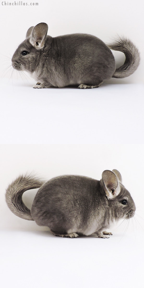 16054 Show Quality Violet ( Ebony Carrier ) Female Chinchilla