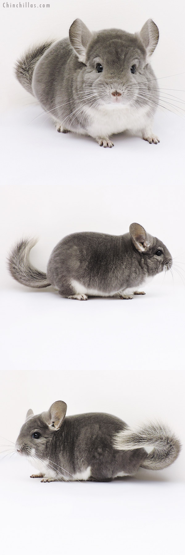 16107 Top Show Quality Violet Male Chinchilla