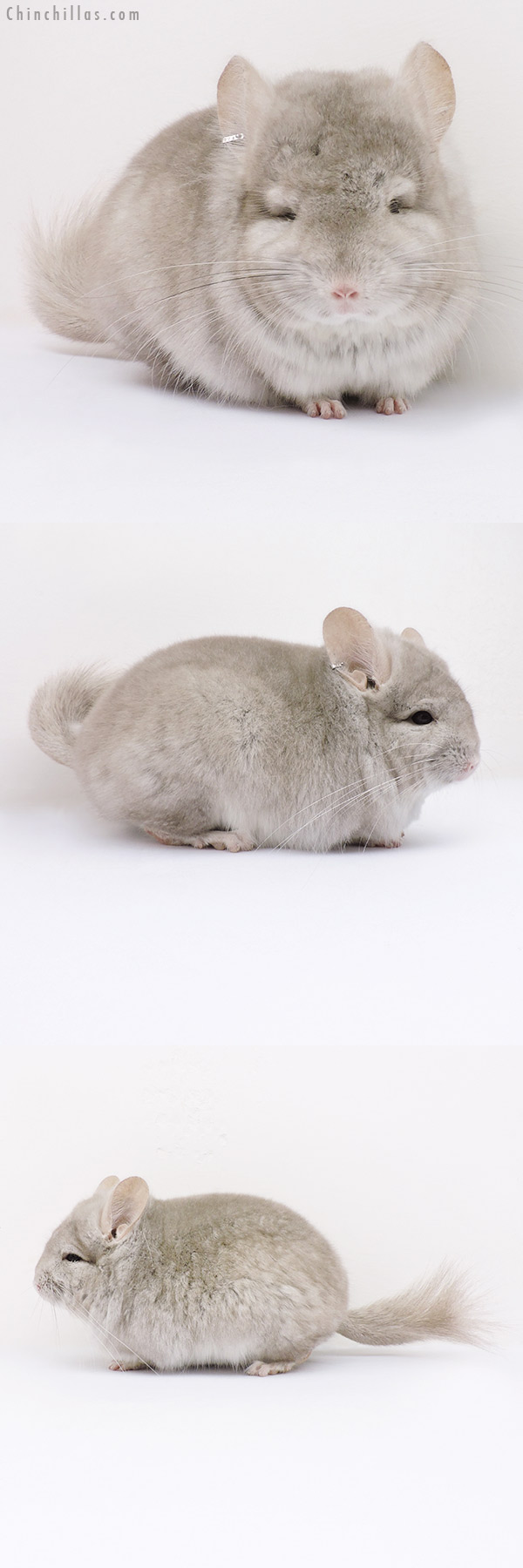 16070 Beige  Royal Persian Angora Male Chinchilla