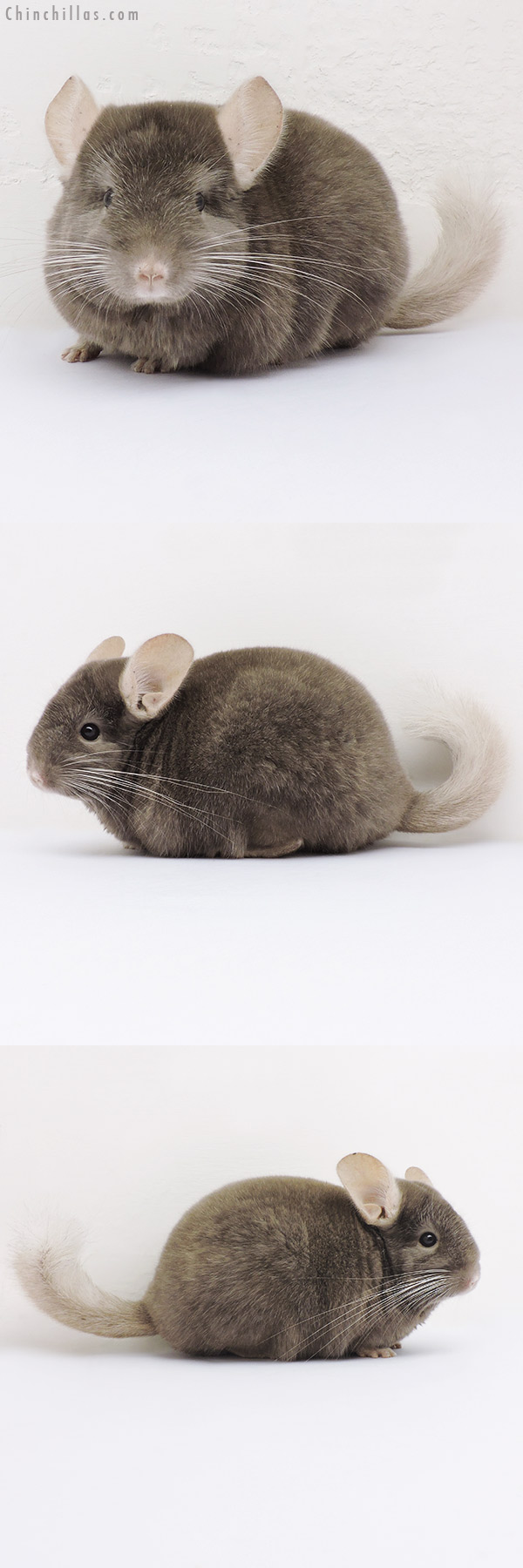 16061 Show Quality Tan Female Chinchilla