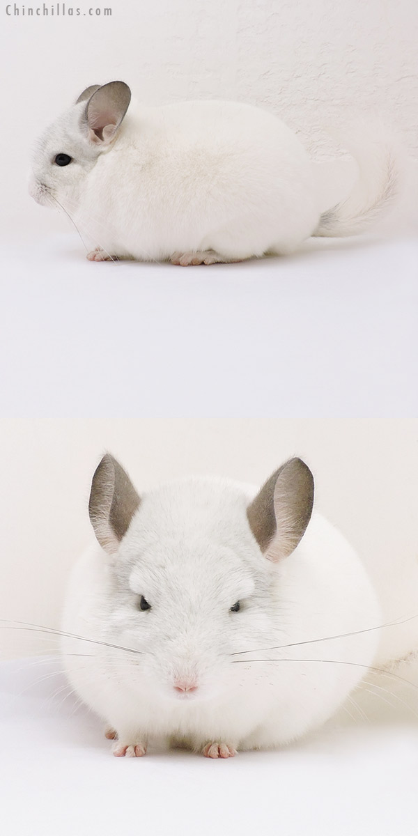 16106 Show Quality Predominantly White Male Chinchilla