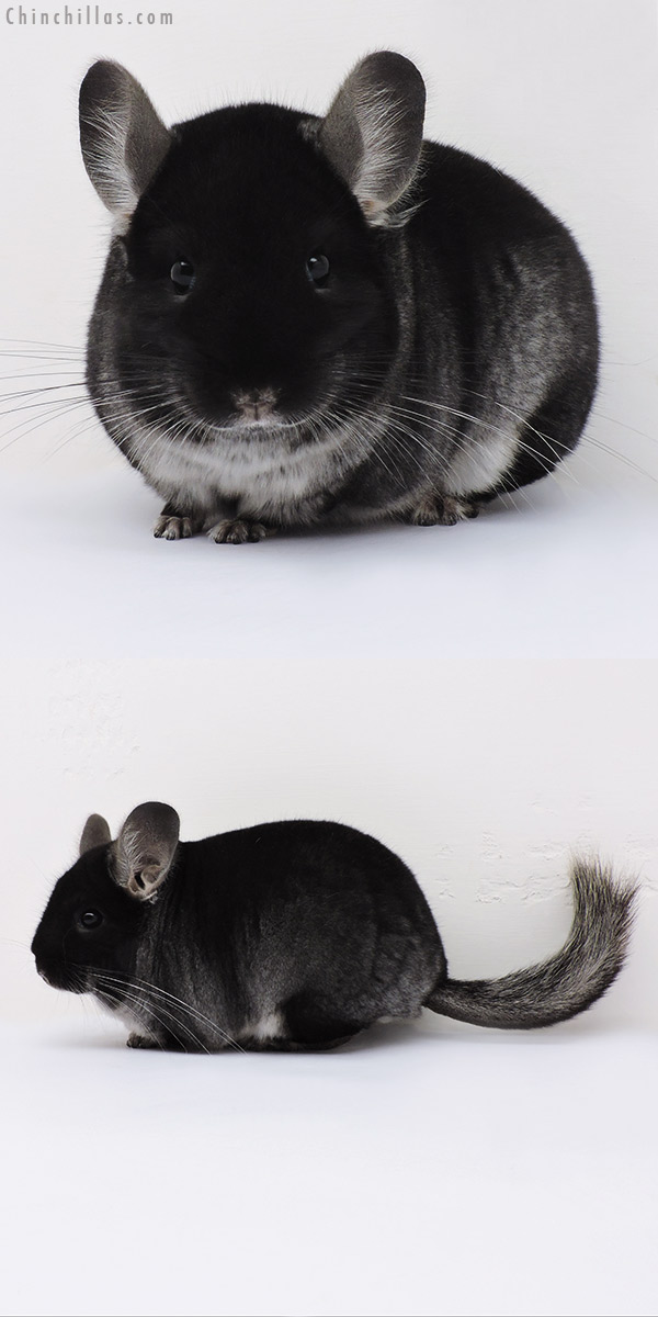 16088 Premium Production Quality Black Velvet ( Ebony Carrier ) Female Chinchilla