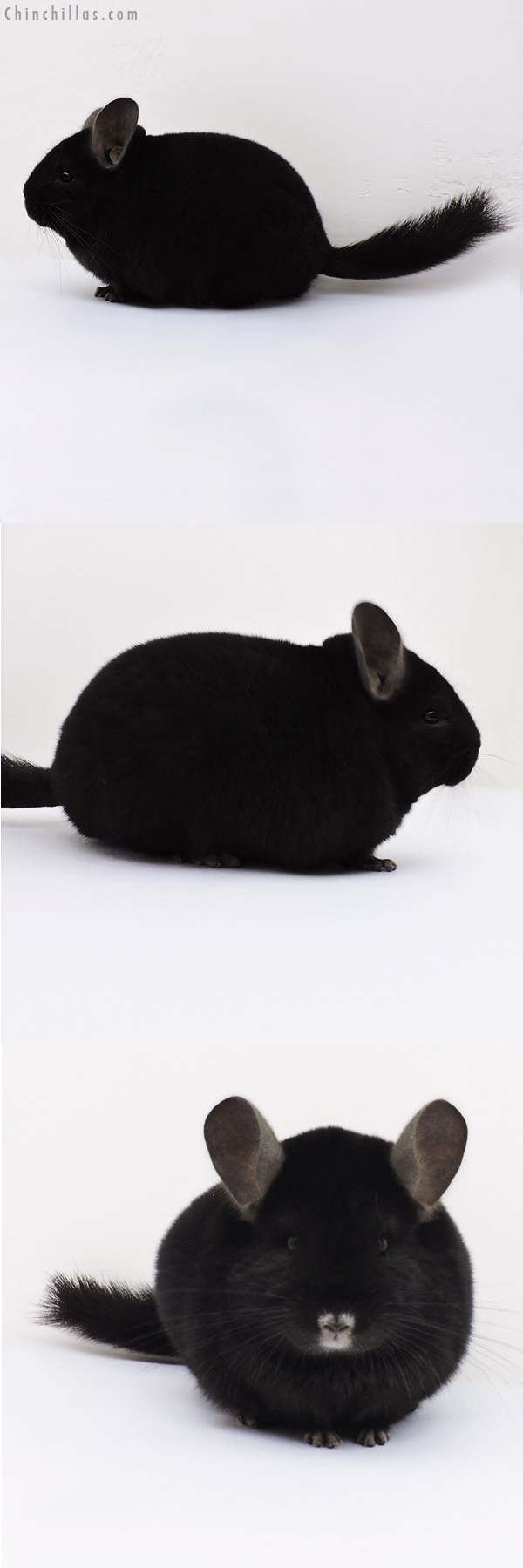 16093 Premium Production Quality Ebony Female Chinchilla