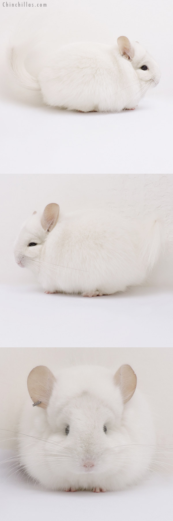 16090 Exceptional Pink White  Royal Persian Angora Female Chinchilla