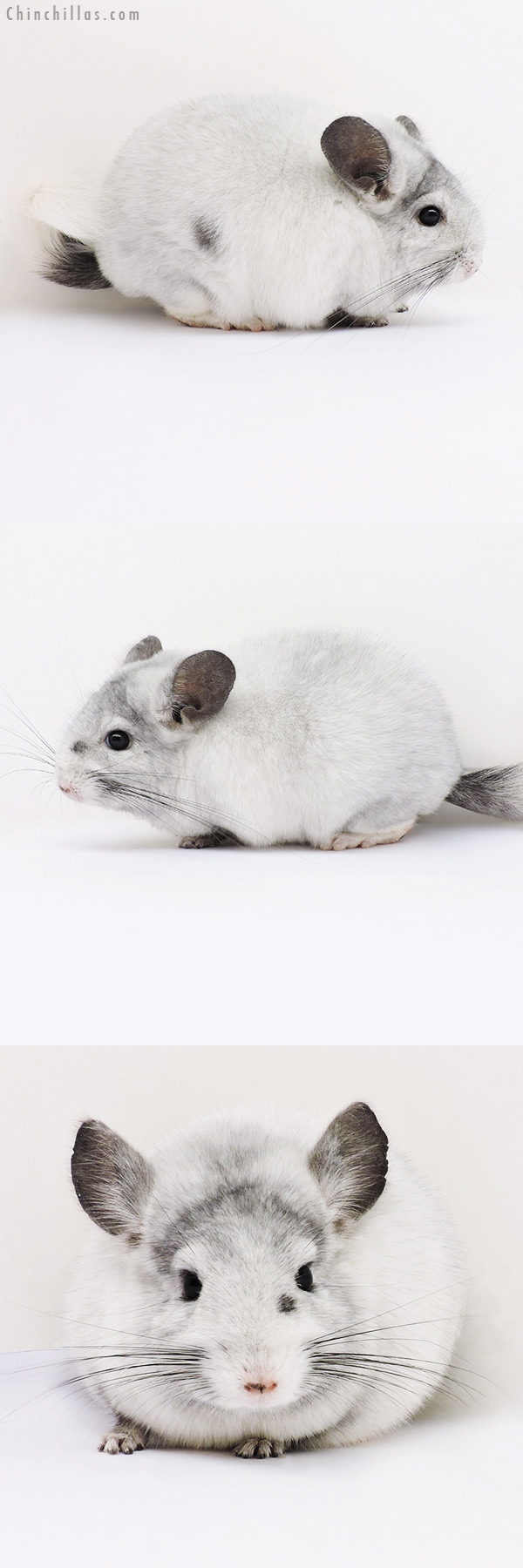 16087 Show Quality Ebony & White Mosaic ( Violet Carrier ) Female Chinchilla w/ Body Spots