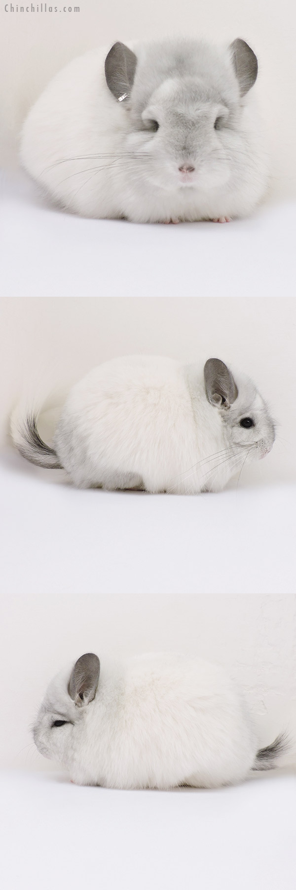 16056 Exceptional White Mosaic  Royal Persian Angora Female Chinchilla