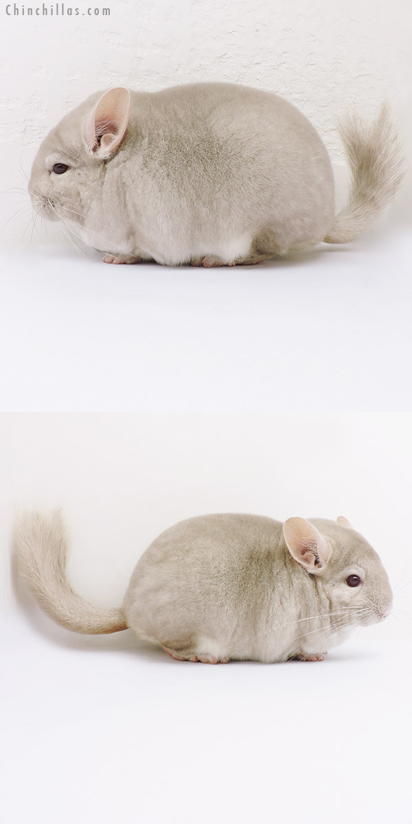 16082 Blocky Premium Production Quality Homo Beige Female Chinchilla