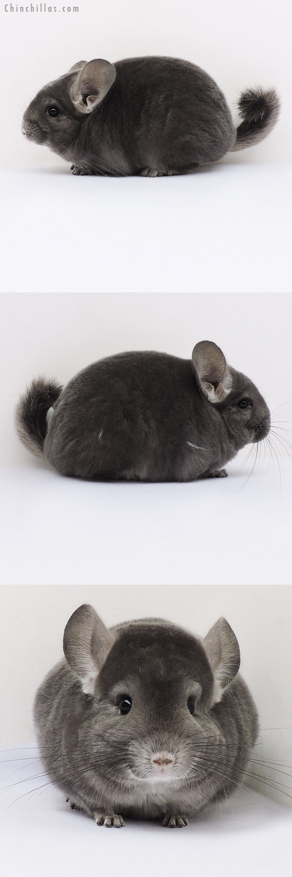 16098 Premium Production Quality Wrap Around Violet Female Chinchilla