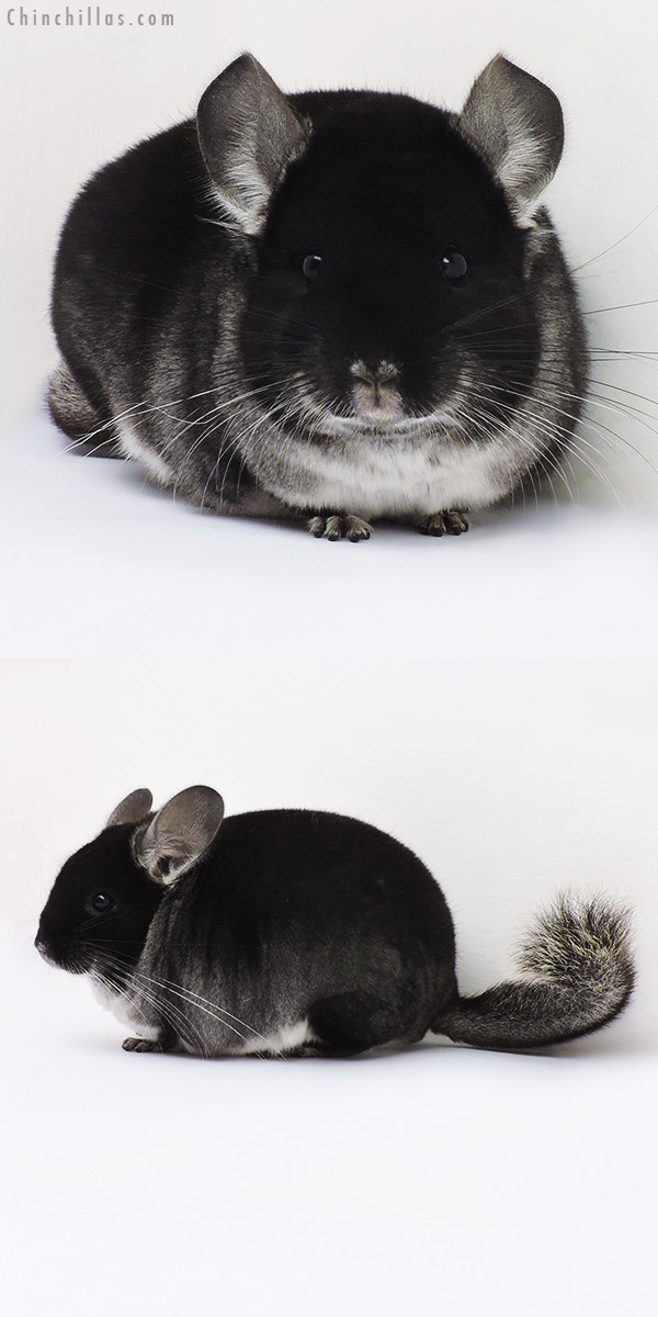 16092 Show Quality Black Velvet Female Chinchilla