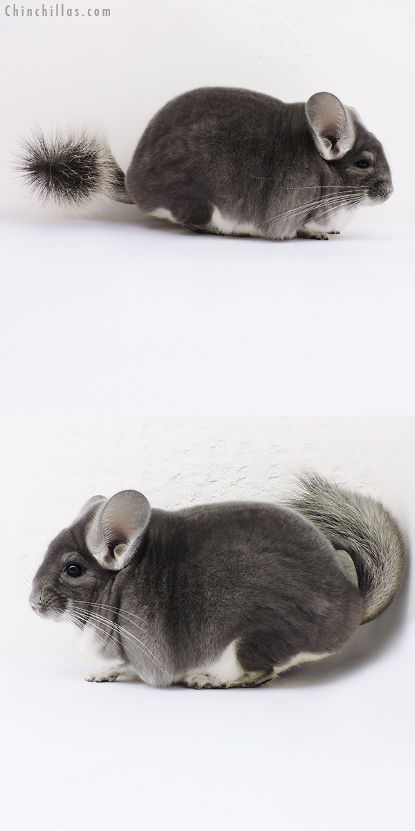 16073 Large Blocky Top Show Quality Violet Male Chinchilla