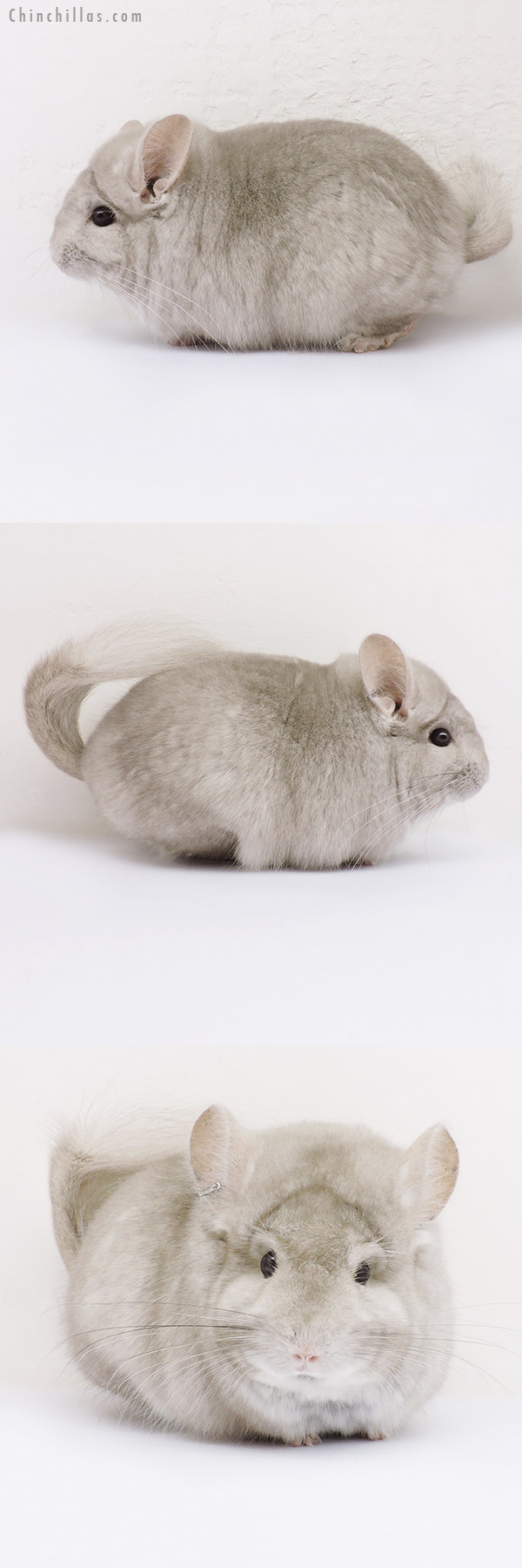 16103 Beige  Royal Persian Angora Male Chinchilla