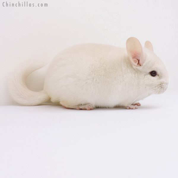 16102 Goldbar Male Chinchilla