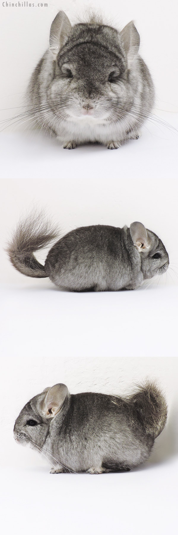 16033 Standard  Royal Persian Angora Male Chinchilla