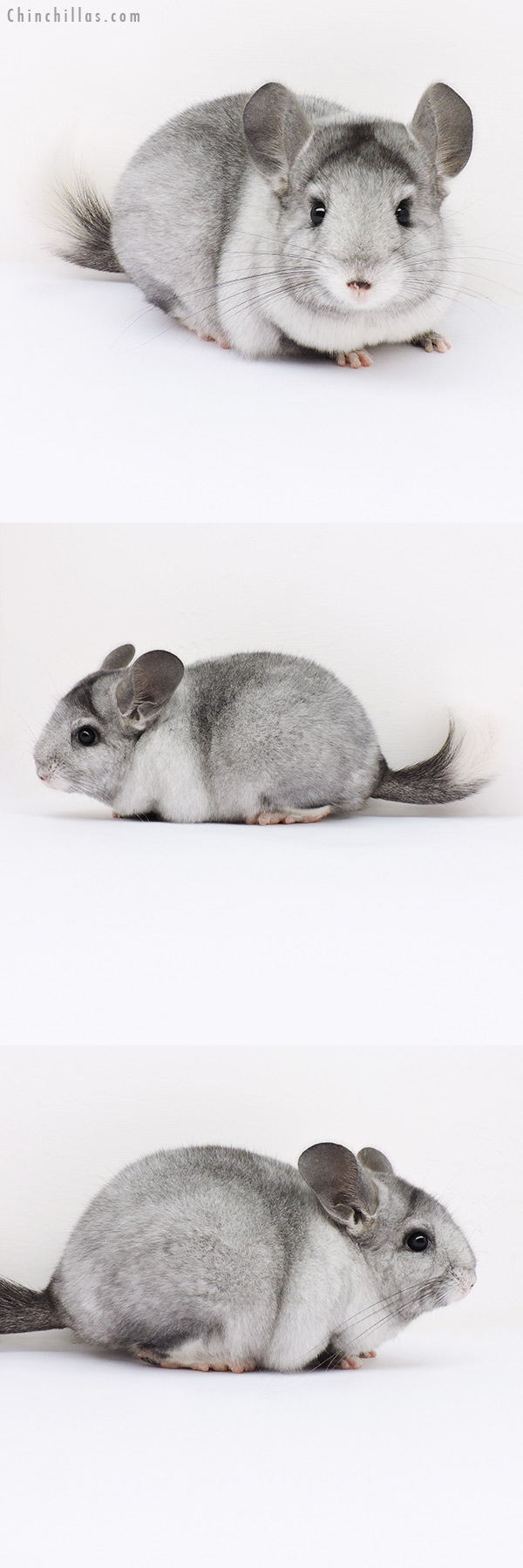 16083 Ebony & White Mosaic ( Locken Carrier ) Female Chinchilla