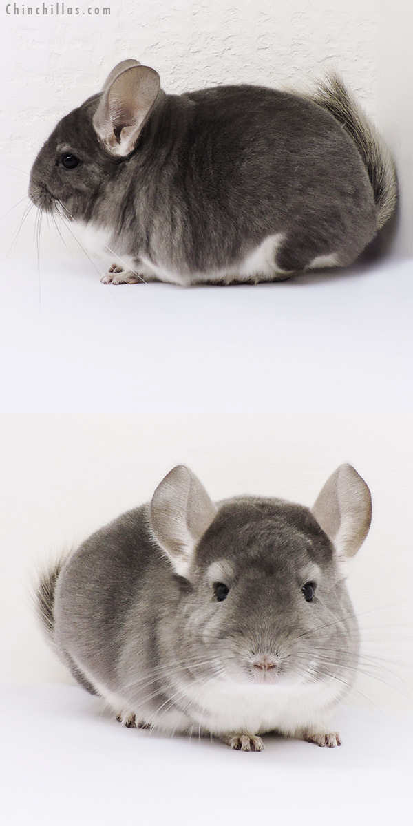 16084 Premium Production Quality Violet Female Chinchilla