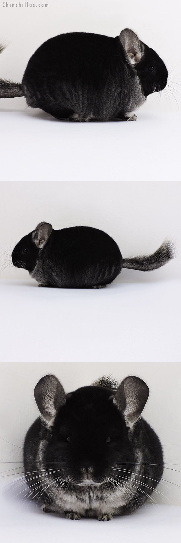 16085 Brevi Type Show Quality Black Velvet Female Chinchilla