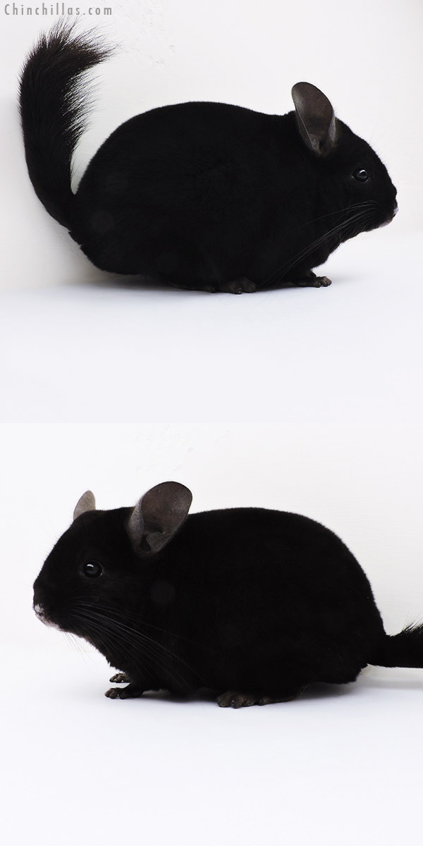 16089 Show Quality Ebony Female Chinchilla