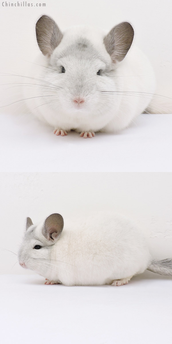 16094 Large Show Quality White Mosaic Female Chinchilla