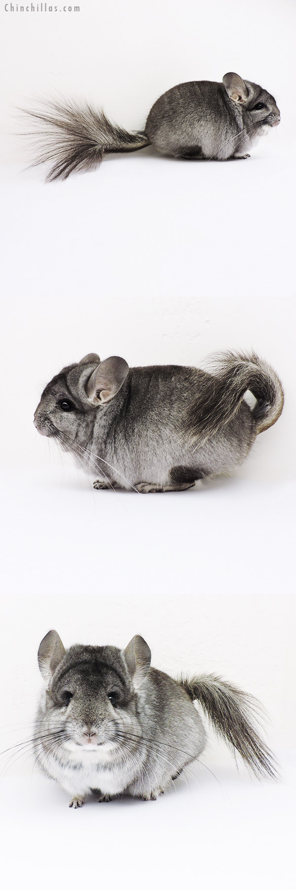 16036 Standard  Royal Persian Angora Male Chinchilla