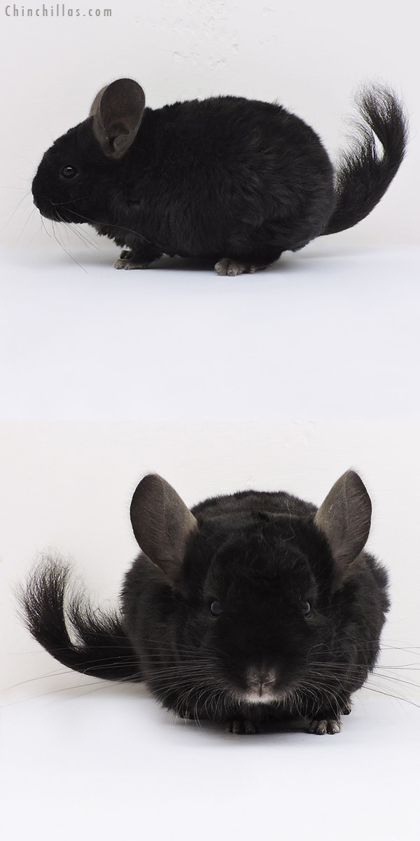 16091 Ebony Full Locken Female Chinchilla