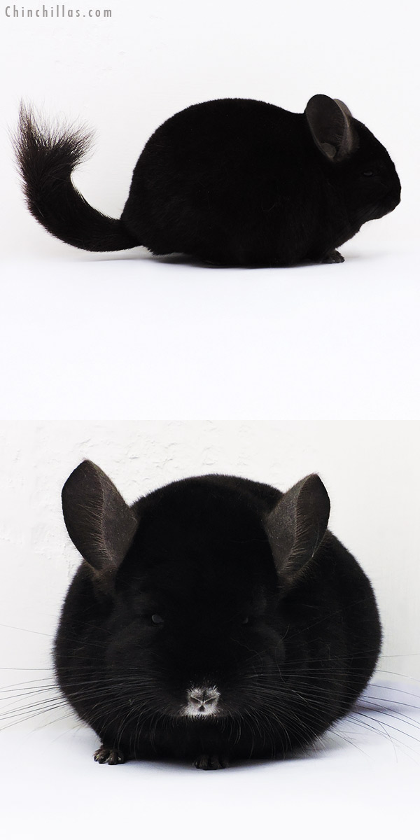 16058 Premium Production Quality Ebony Female Chinchilla