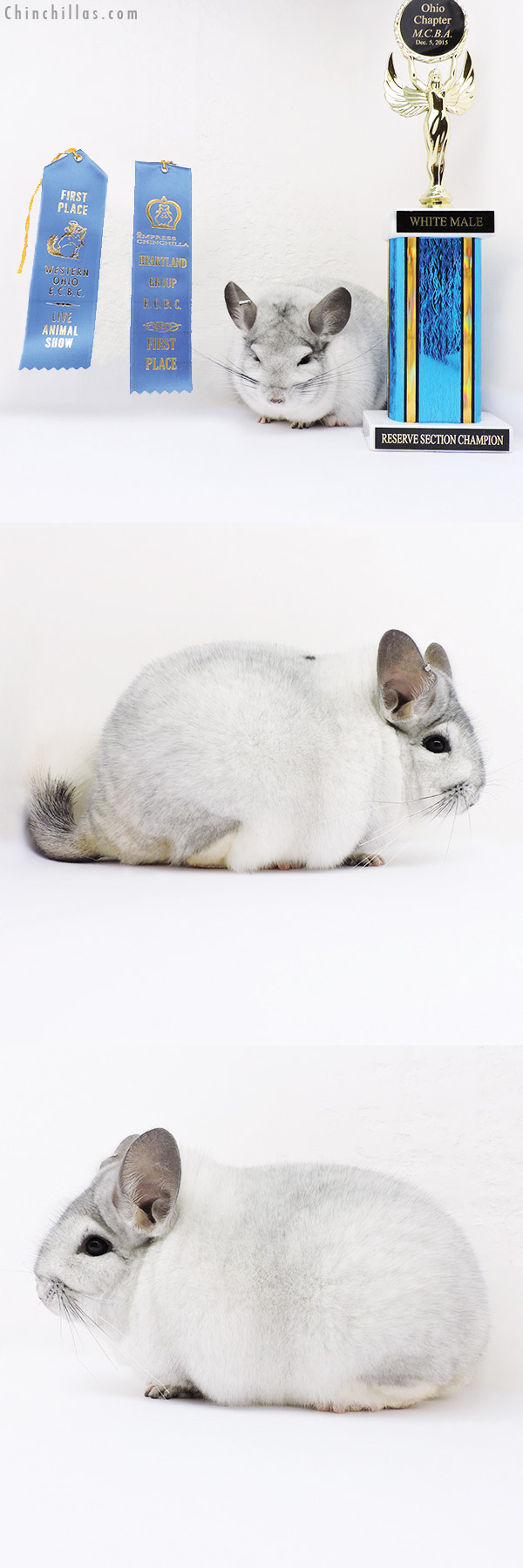 16067 Large Blocky Reserve Section Champion & 1st Place White Mosaic Male Chinchilla