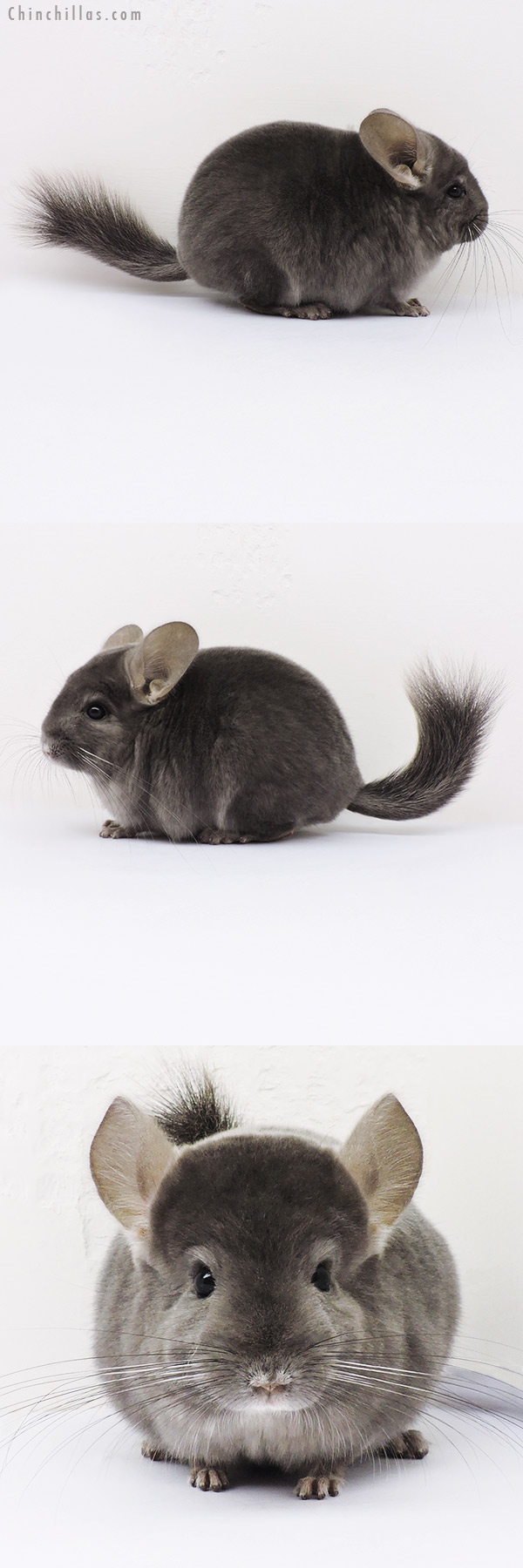 16104 Top Show Quality Light Wrap Around Violet Male Chinchilla